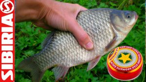 СЕКРЕТНАЯ насадка для РЫБАЛКИ Рецепт КЛЁВЫХ червей и опарышей для рыбалки с вьетнамской звёздочкой