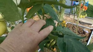 Супер томат интуиция