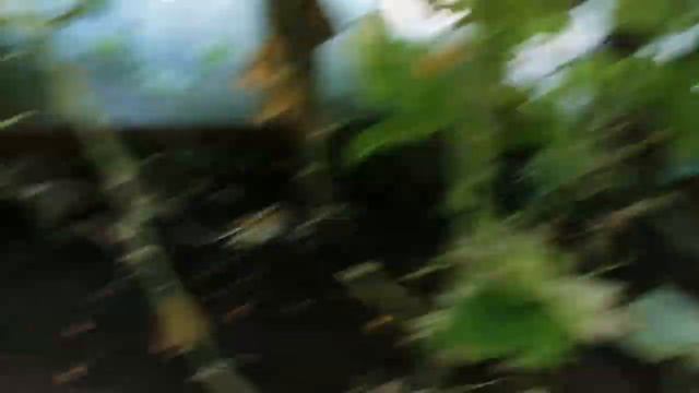 КАК ПРОДЛИТЬ ПЛОДОНОШЕНИЕ ДО ЗАМОРОЗКОВ смотреть онлайн