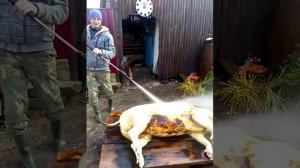 Очистка поросёнка мойкой высокого давления.