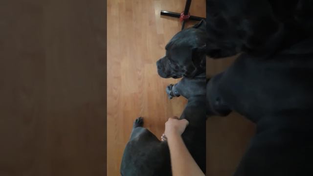 Кане корсо. Canecorso. смотреть онлайн