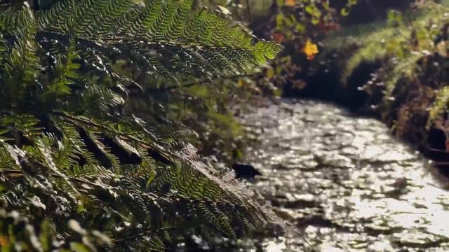 Nature ASMR | Soothing Nature Sounds | Forest Sounds | Ireland смотреть онлайн