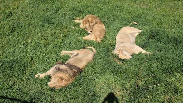 Беляшек на релаксе! Тайган Lions in Crimean Taigan смотреть онлайн