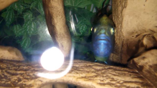 Цихлида оз. Малави Nimbochromis vunustus КРУПНЫМ ПЛАНОМ смотреть онлайн