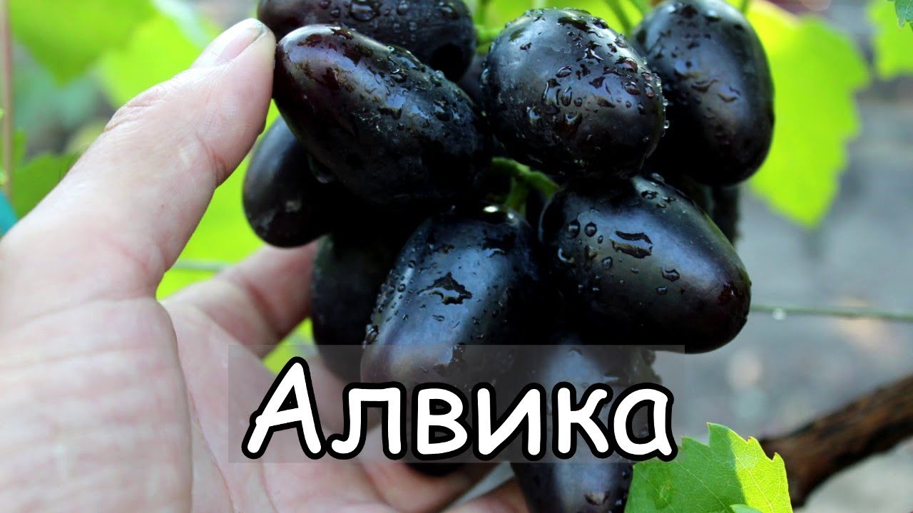 Виноград Алвика. НОВАЯ ГИБРИДНАЯ ФОРМА Калугина В.М.
