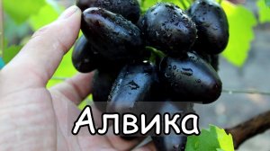Виноград Алвика. НОВАЯ ГИБРИДНАЯ ФОРМА Калугина В.М.