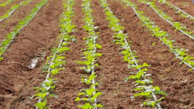 How to Grow Napa Cabbage (Chinese Cabbage) from Seed to Harvest in Greenhouse смотреть онлайн