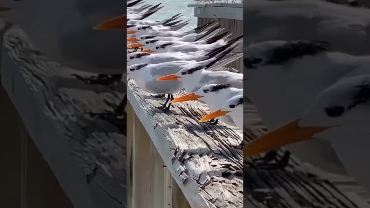 Это мы, готовые ко всем трудностям предстоящей рабочей недели ✊ postnews #shorts смотреть онлайн