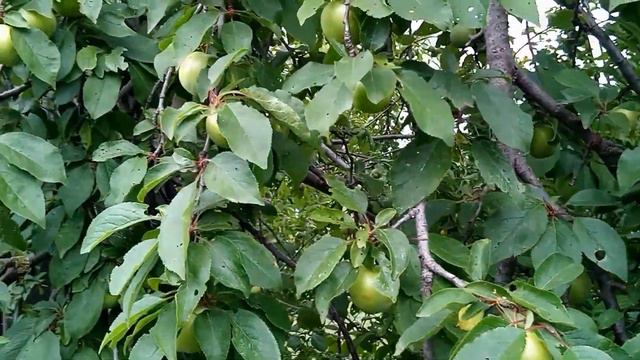 Выходной в деревне. Собираем вишню. Копаем картошку. смотреть онлайн