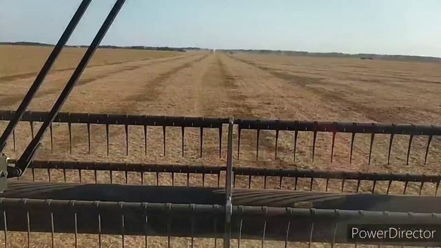 Акрос 595+.Уборка гороха?.То 500м/ч. смотреть онлайн