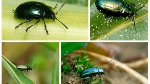 Цветок иберис многолетний — выращивание и уход