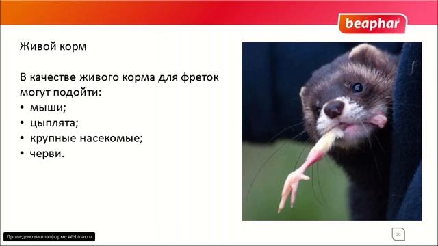 Кормление хорьков смотреть онлайн