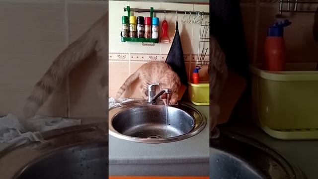 Любитель водички смотреть онлайн