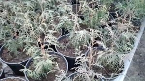 Из чего быстрее вырастить ТУИ ИЗ СЕМЯН ИЛИ ЧЕРЕНКОВ? РЕЗУЛЬТАТ за два года!