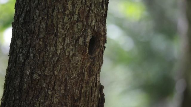 Семья дятлов смотреть онлайн