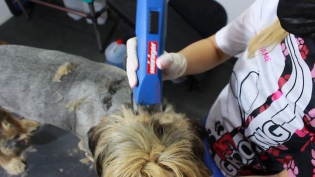 A TERRIBLE story about a NEGLECTED dog * +BONUS how to properly bathe a dog* GROOMING transformatio смотреть онлайн