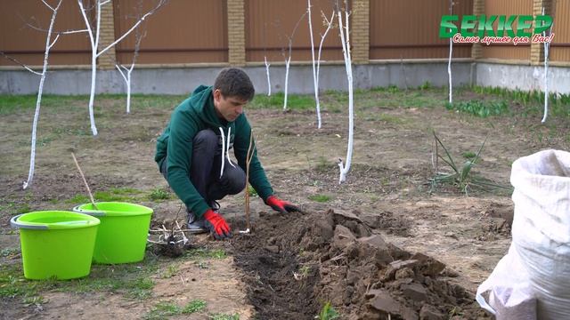 Посадка малины весной. Как сажать малину траншейным способом? смотреть онлайн