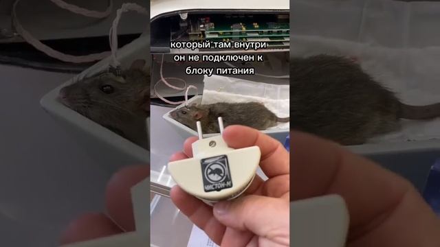 Ультразвуковой отпугиватель крыс и мышей не работает! Ученые доказали смотреть онлайн