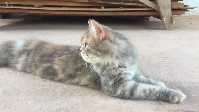 Human, we have a problem, Funny cat смотреть онлайн