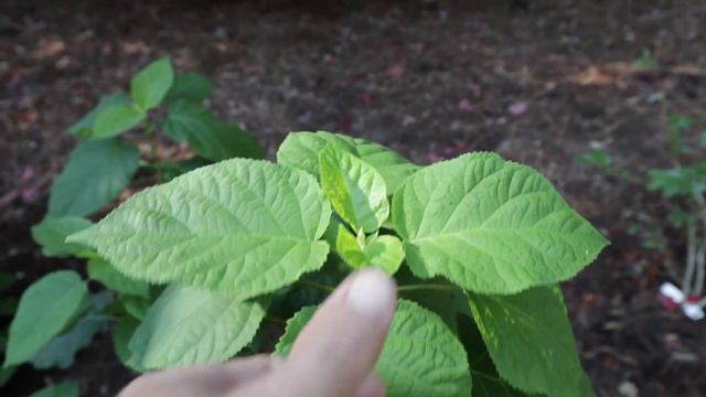 Planting an Annabelle Hydrangea - Super Showy White Flowers смотреть онлайн