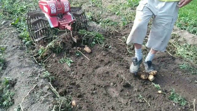 Картошка 2020,вроде она есть,а на самом деле нету. смотреть онлайн