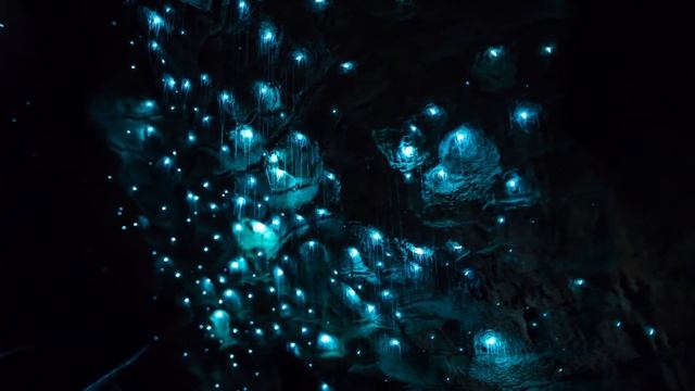 Вайтомо — пещера светлячков в Новой Зеландии