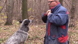 Дрессировка собак, с чего начать? Основы дрессировки собак