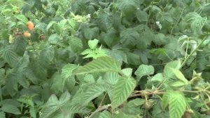 Ремонтантная малина Оранжевый гигант