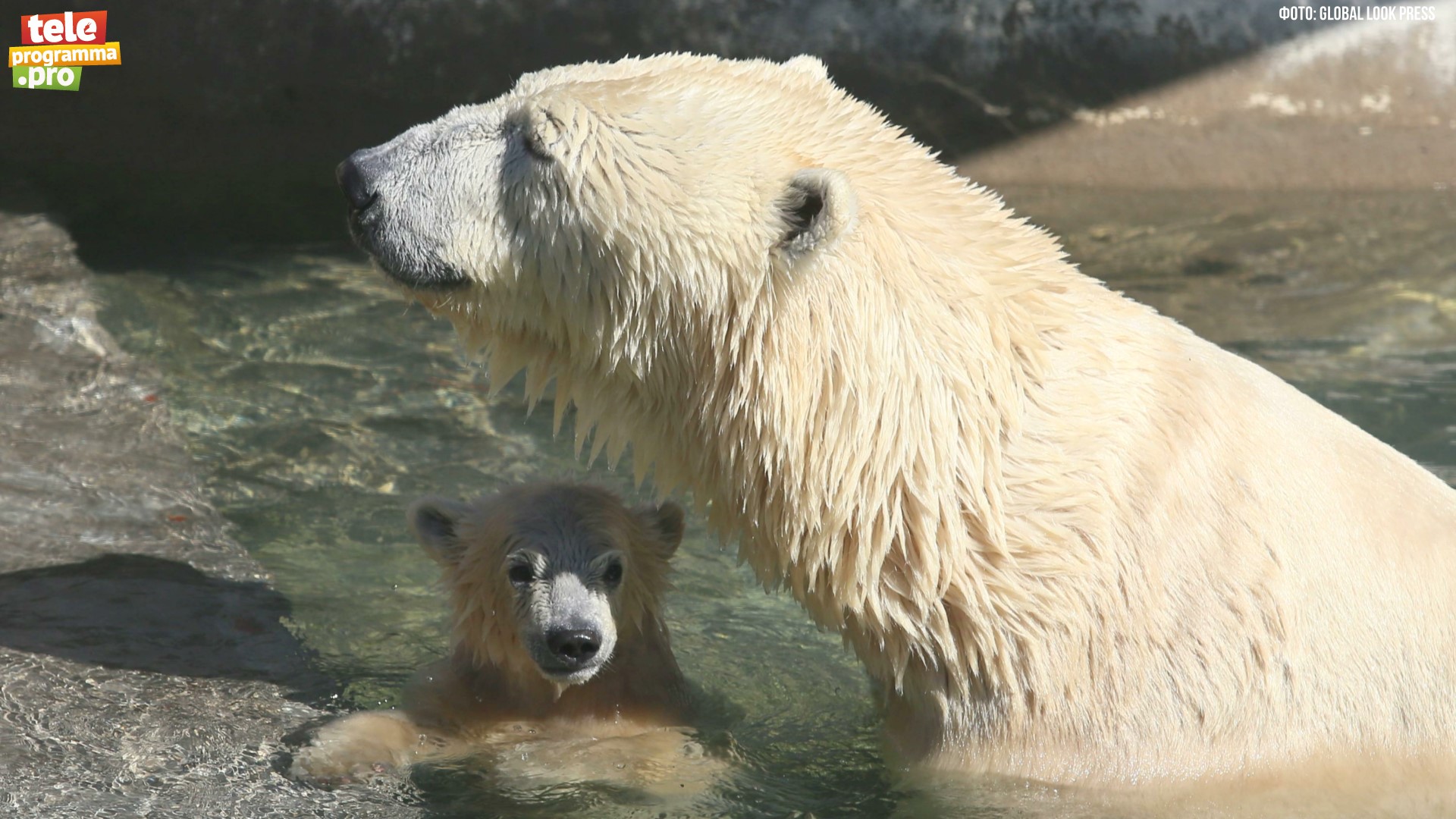 Айка- белая медведица смотреть онлайн