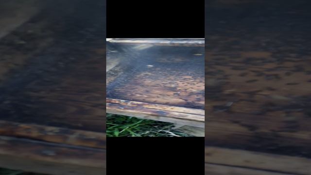 Переселения роя из ловушки в Улей (8) смотреть онлайн