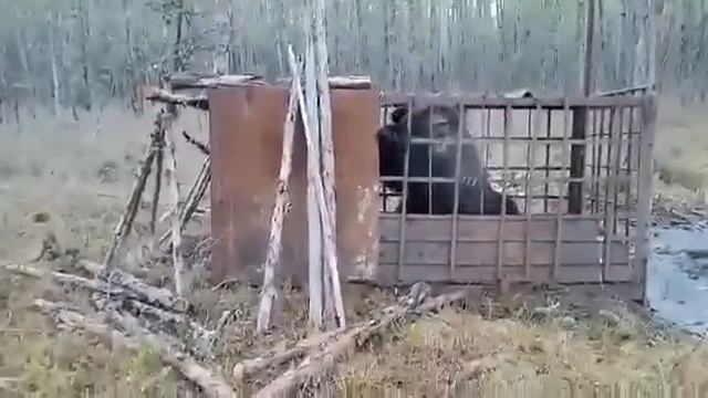 Медведь людоед попал в ловушку. смотреть онлайн