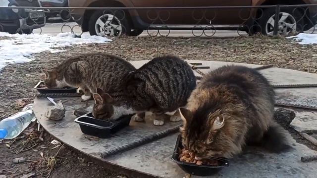 Все на месте, аппетит хороший. Спасибо нетайным агентам за фото и видеоматериалы.