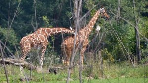 жираф видео для детей зоопарк животное