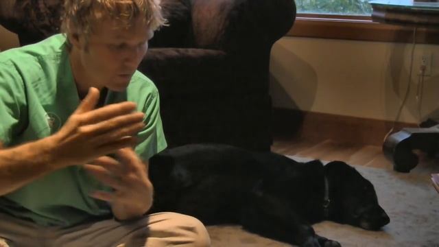 Euthanasia in Dogs and Cats: How To Know When смотреть онлайн