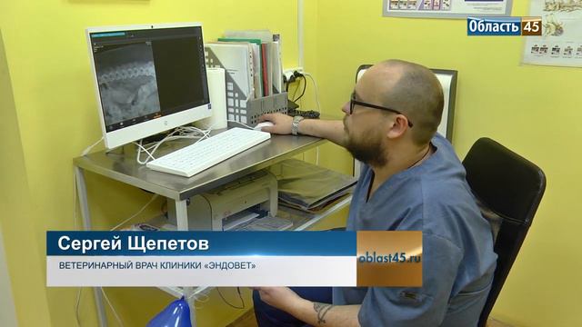 Курганские врачи будут делать рентген кошкам и собакам Эндовет смотреть онлайн