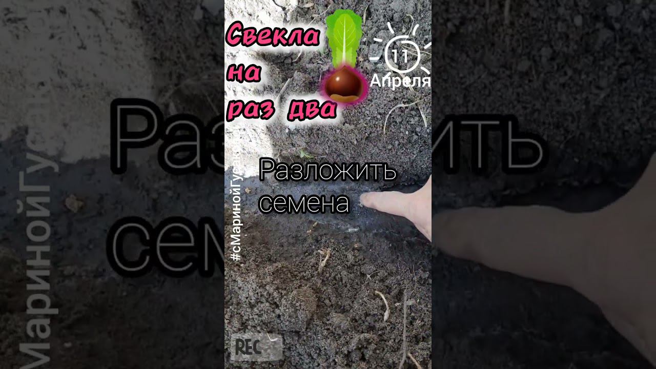 СВЕКЛА ПОСЕВ семян на раз два быстро и просто | с Мариной Гусаковой 11 апреля смотреть онлайн