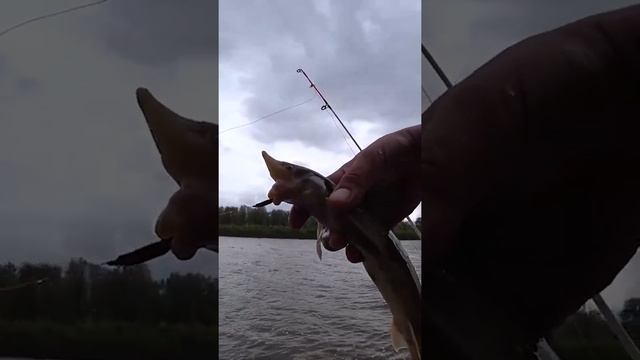 Весенняя рыбалка на спиннинг КРОКОДИЛ. Поймал сразу на два крючка. #shorts #рыбалка #fishing смотреть онлайн