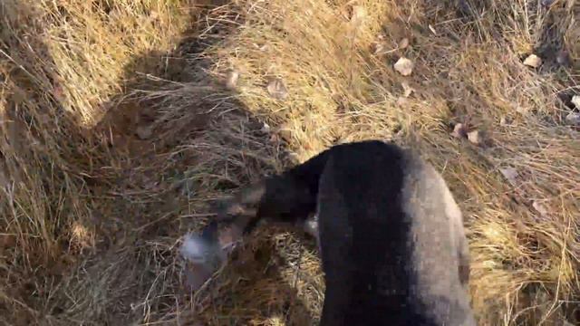 Охота "На дальнем кордоне" смотреть онлайн