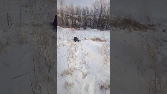 спаниэль работает, охота на зайца! смотреть онлайн