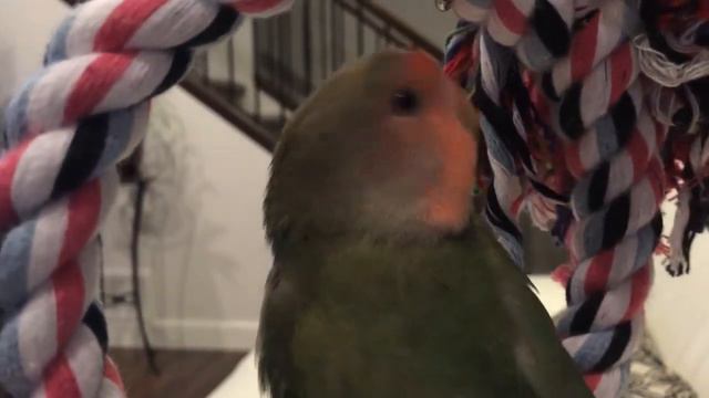 Lovebird singing, baby lovebird sings beautifully (Bebes tortolitos cantando) смотреть онлайн