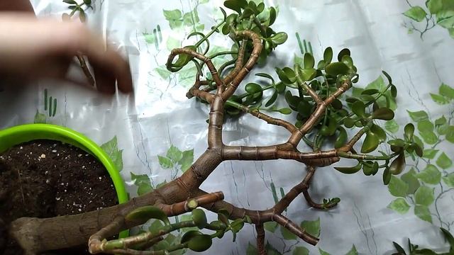 Денежное дерево | толстянка обрезка | пересадка толстянки