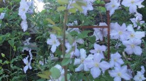 Клематис Голубой Ангел в саду.