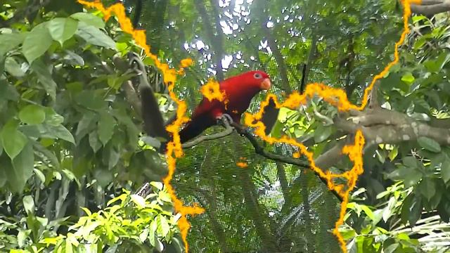 Things to do in Singapore : Singapore zoo, Singapore смотреть онлайн