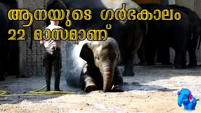 ആനയേപ്പറ്റി ഈ കാര്യങ്ങൾ നിങ്ങൾക്ക് നേരത്തേ അറിയാമായിരുന്നോ? Facts about Elephant in Malayalam смотреть онлайн