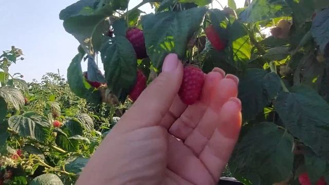 Малина Энросадира смотреть онлайн