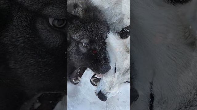 Два волка смотреть онлайн