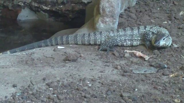 Alimentando Lagartos overos (Salvator merianae) смотреть онлайн