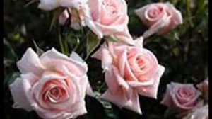 С днем рождения мама(Маликов)