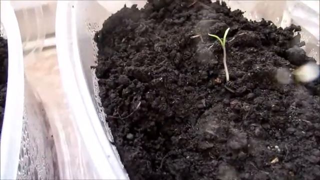 Ремонтные Консультации