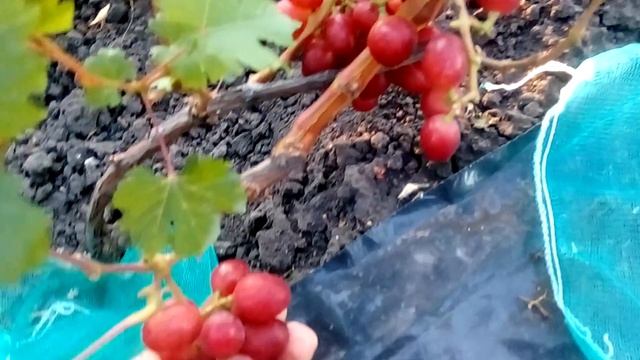 Виноград Пёстрый - 2018 год , очень ранний и вкусный с отличным мускатом смотреть онлайн